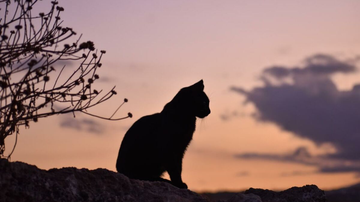 Mythes Legendes Et Superstitions Autour Du Chat