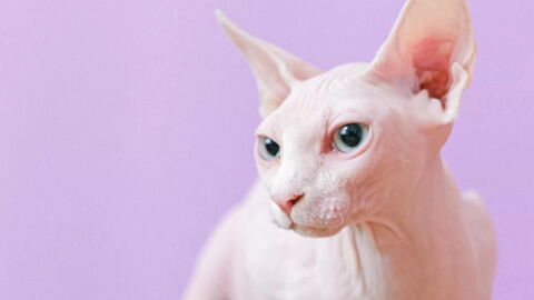 5 Races De Chats Magnifiques Aux Yeux Bleus