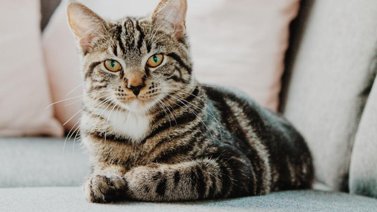 Voici les 10 races de chats préférées des Français
