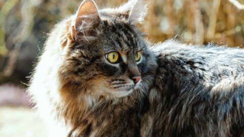 Ce Chat Persan A La Fourrure Tres Emmelee Traine Un Veritable Tapis De Poils