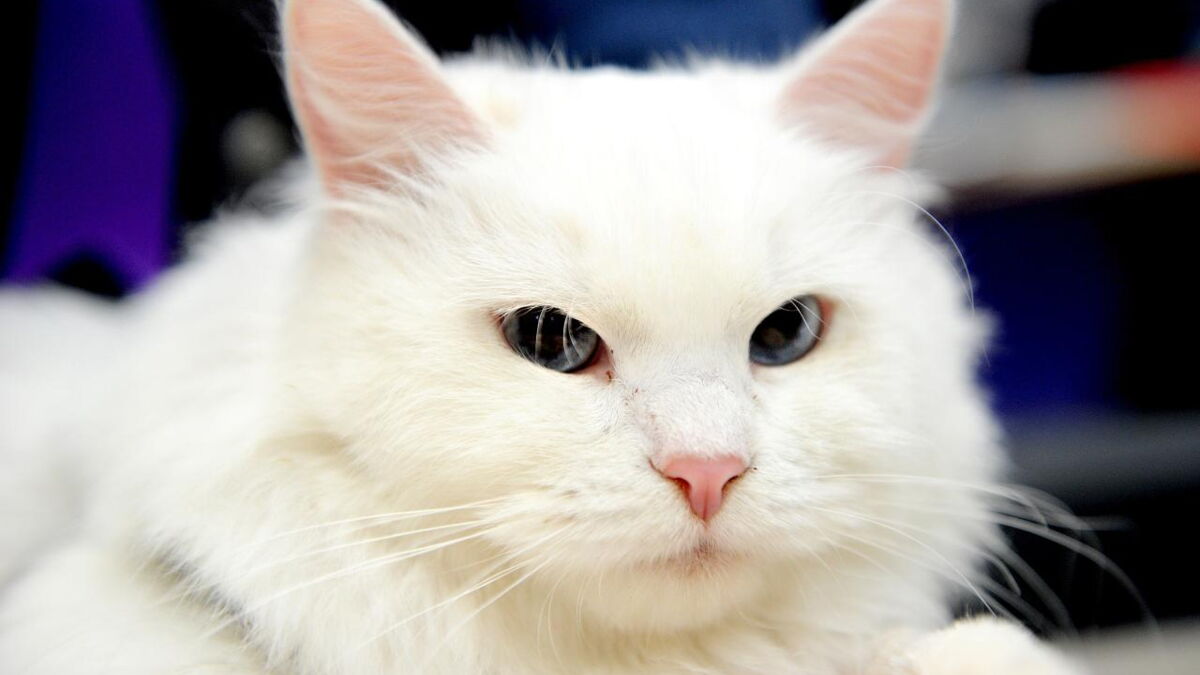 Chat Sibérien caractéristiques, prix, tout savoir sur ce chat...