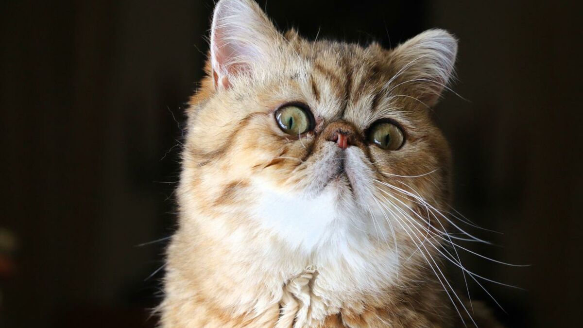 Exotic Shorthair Caracteristiques Prix Tout Savoir Sur Ce Chat