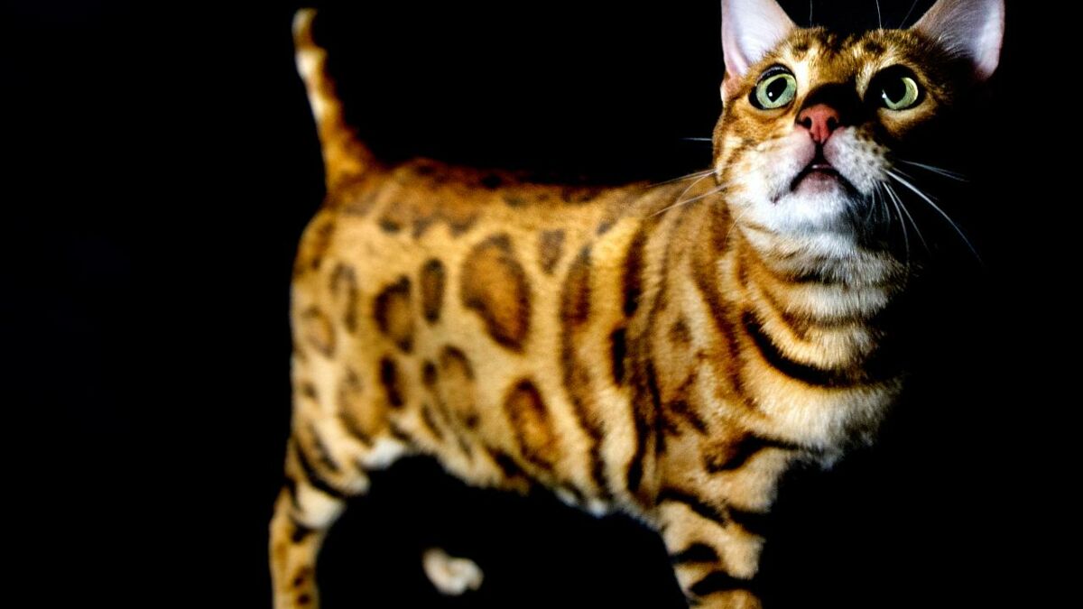 Chat Bengal Caracteristiques Prix Tout Savoir Sur Ce Chat