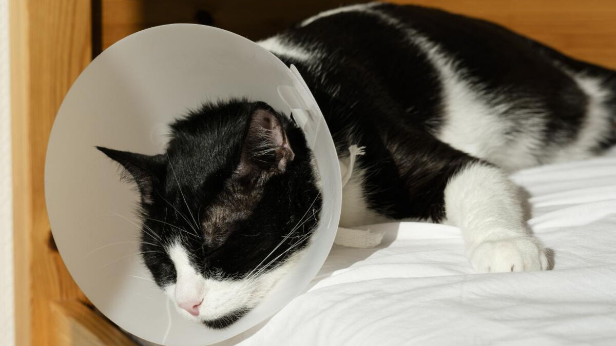 Morsure, fracture, blessure... quels premiers soins pour son chat