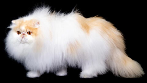 Chaton Les Races Les Plus Mignonnes Du Monde Chaton Les Races Les Plus Mignonnes Du Monde