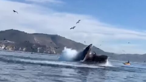 Deux femmes en kayak se font avaler par une baleine ! 