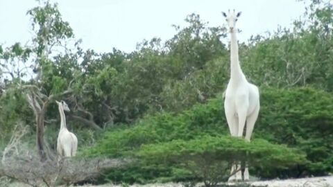 L'unique girafe blanche femelle et son petit ont été abattus par des braconniers dans leur réserve