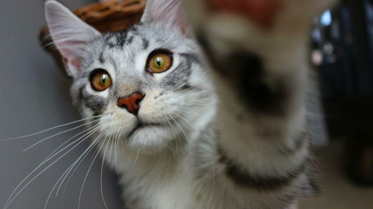 Mon Chat Se Laisse Tomber Sur Le Flanc Ces signes qui montrent que votre chat vous adore !