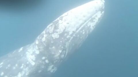 Animaux : un baleineau se retrouve coincé dans la Tamise de Londres