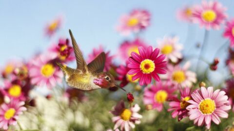 Le colibri : seul oiseau sur terre à battre des ailes… à l’envers !