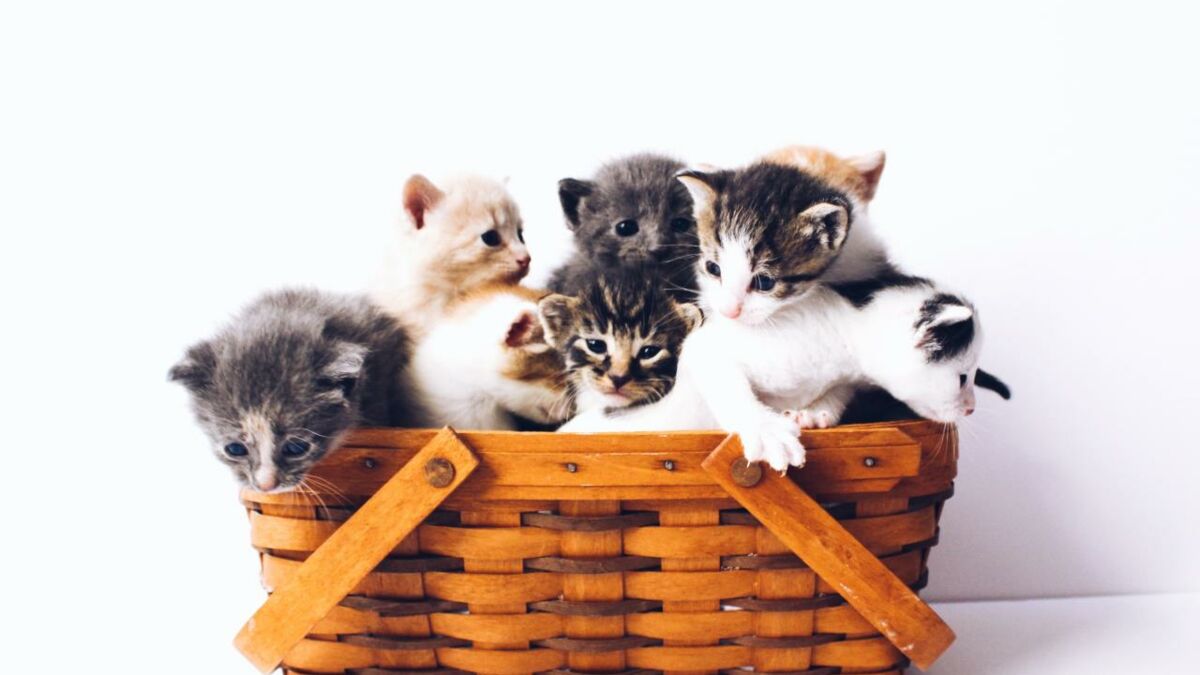 Chaton Les Races Les Plus Mignonnes Du Monde