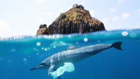 La Méditerranée en phase de devenir une "mer plastique"