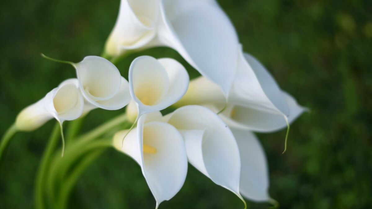 Faut il Couper Les Fleurs Fanées Des Arums Comment entretenir des arums ? (Vidéo)
