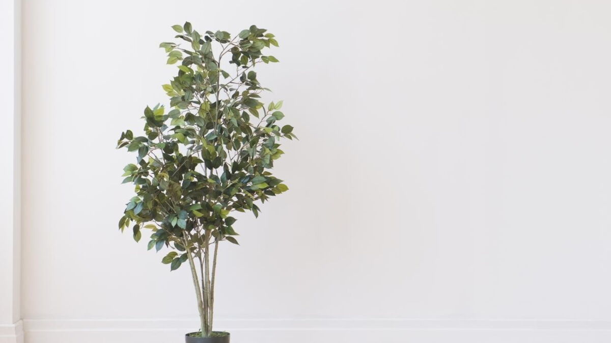 Comment entretenir un ficus ? (Vidéo)
