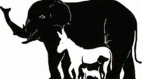 Illusion d'optique : combien d'animaux voyez-vous sur cette image ?