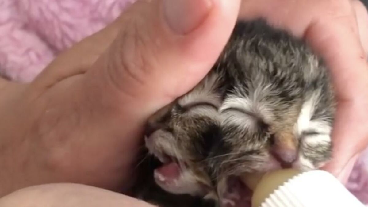 Chaton Janus Un Cas De Naissance Rare D Un Chaton A Deux Visages Aux Etats Unis