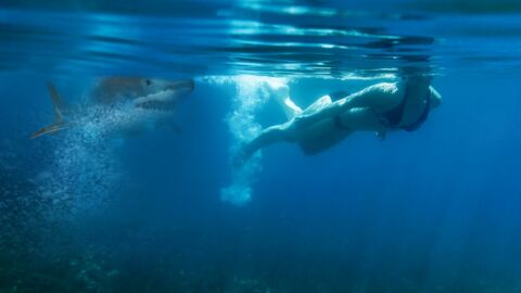 CHOC : cette touriste plonge dans l'eau aux Bahamas et tombe nez à nez avec un requin (VIDÉO)