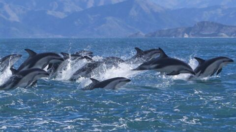 Regardez cet exceptionnel rassemblement de dauphins au Canada !