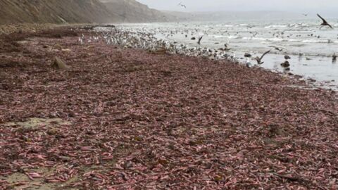 Des "poissons pénis" envahissent une plage californienne