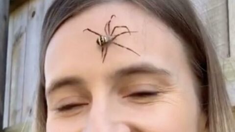 Cette femme se met des araignées sur son visage pour lutter contre son stress !