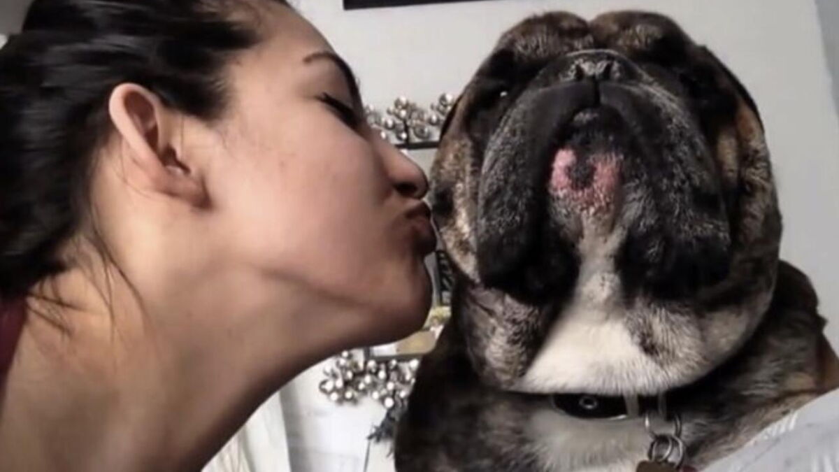 Ces Chats Et Ces Chiens Refusent Les Bisous Vous Allez Mourir De Rire