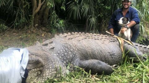Un crocodile de 600kg en prison pour avoir mangé des chiens