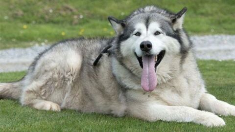 Animaux : le plus gros chien du Royaume-Uni est au régime !