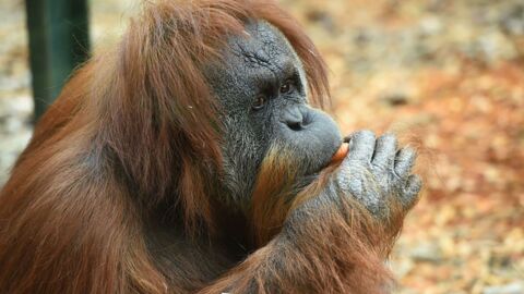 Illusion d'optique : la photo de cet orang-outan perturbe les internautes