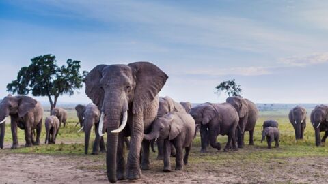Insolite : un troupeau d’éléphants s’échappe d’une réserve naturelle et sème la panique 