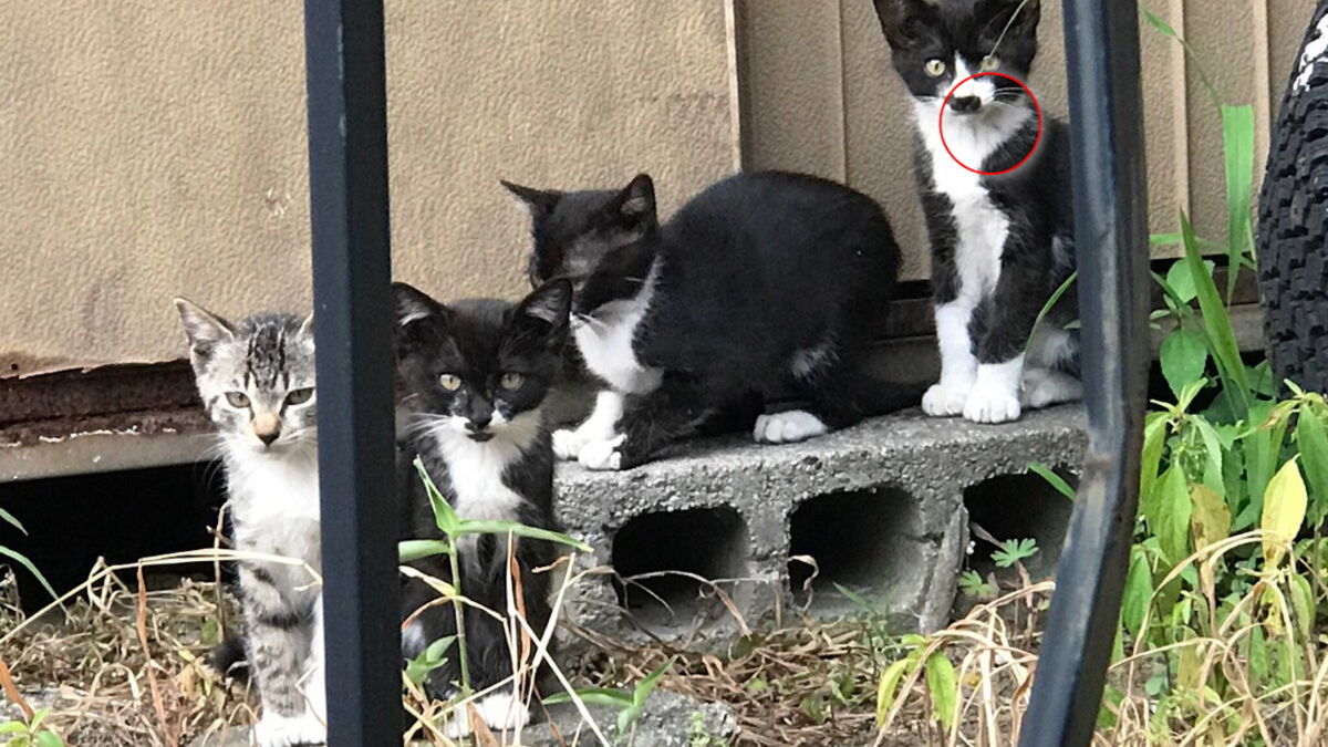 Avec Son Adorable Tache Sur Le Museau Ce Chaton A Deja Fait Craquer Le Monde Entier