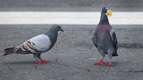 Les pigeons sont bien plus intelligents qu'on ne le croit selon un scientifique