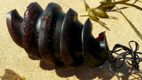 Insolite : cet objet très étrange a été retrouvé sur une plage...