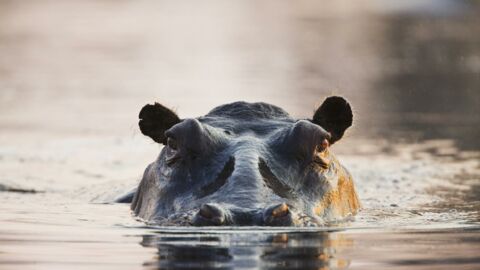Cet hippopotame sauve une antilope in extremis