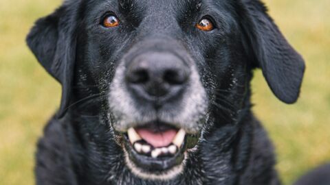 Poncho, le chien de la police espagnol qui peut vous faire un massage cardiaque