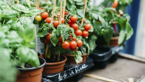 On plante des tranches de tomates dans du terreau, 10 jours plus tard, le résultat est surprenant