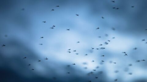 Choc : Un nuage de moustiques tueurs balaie le ciel !