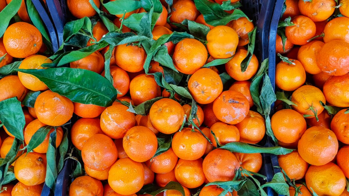 Peut On Manger Des Clementines Le Soir Quelle est la différence entre une mandarine et une clémentine ?