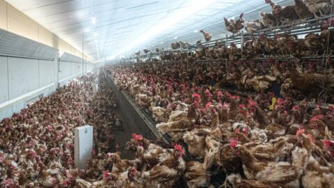 Grippe aviaire : 45 départements français en risque "élevé"