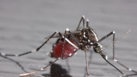 Danger : comment éviter les piqûres du moustique tigre ?