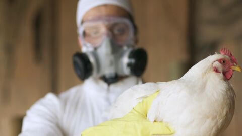 Grippe H1N1 : premier cas de contamination humaine détecté en Europe