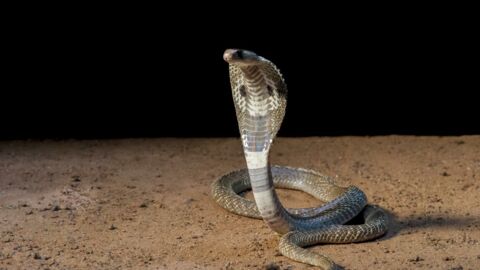 Un cobra naît avec deux têtes en Chine