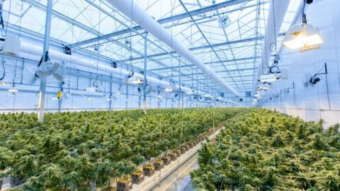 Cannabis : les produits à base de CBD bientôt autorisés en France sous certaines conditions