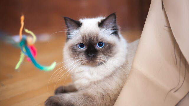 Chaton Les Races Les Plus Mignonnes Du Monde Chaton Les Races Les Plus Mignonnes Du Monde