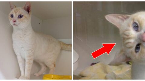 Ein Kater kommt ins Tierheim, doch entwickelt schnell eine Technik, um Aufmerksamkeit zu erregen und adoptiert zu werden!