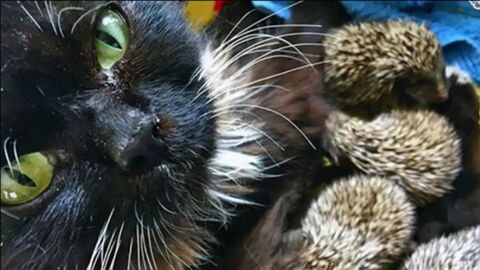 Eine Katze adoptiert acht verwaiste Igelbabys