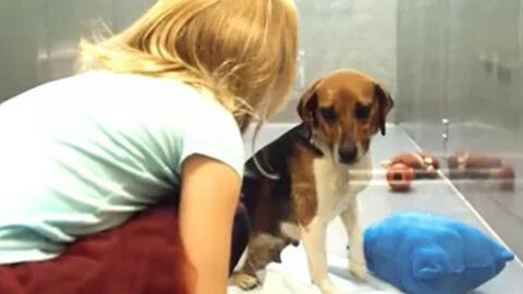 Wer bis jetzt noch nicht daran gedacht hat, einen Hund zu adoptieren... Der sollte sich dieses Video anschauen!