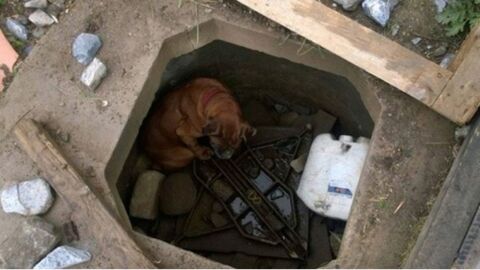 Ein kleines Mädchen findet einen in einem Betonloch ausgesetzten Hund