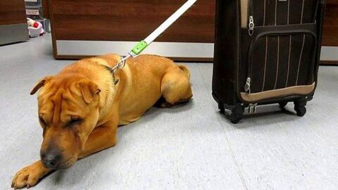 Dieser Hund wurde mit seinem Koffer am Bahnhof ausgesetzt. Heute ist er kaum wiederzuerkennen