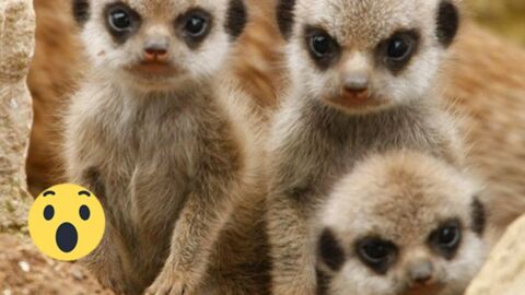 In einem Wildtierpark in Australien gab es Nachwuchs bei den Erdmännchen