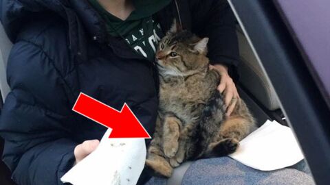 Ein Jugendlicher rettet eine Katze, die aus einem fahrenden Auto geworfen worden ist!